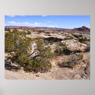 Canyonlands vy från Cave Springs Trail Poster
