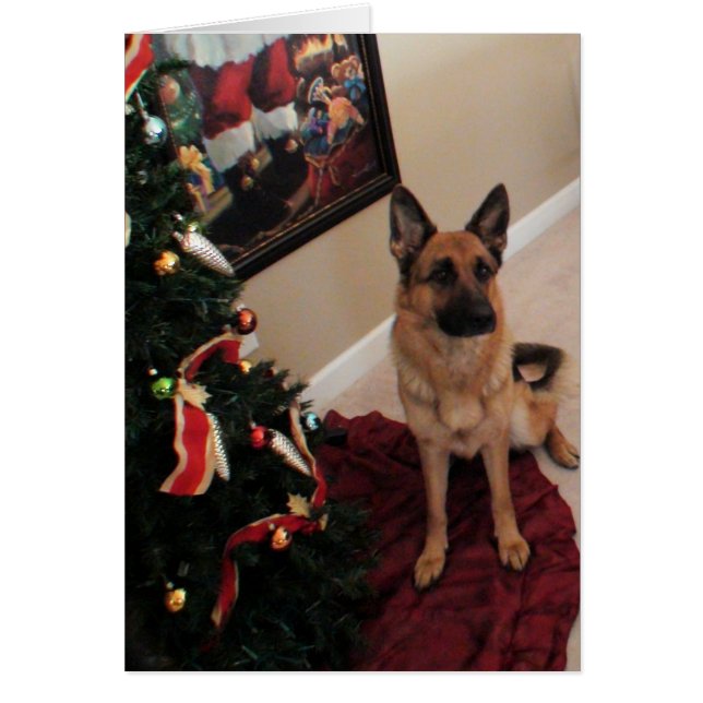 cão de pastor alemão de Natal Hälsningskort (Framsidan)