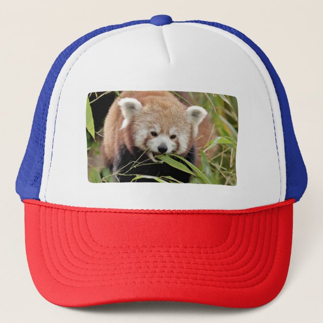 Cap Photo Red panda , djur 0008. Keps (Framsida)