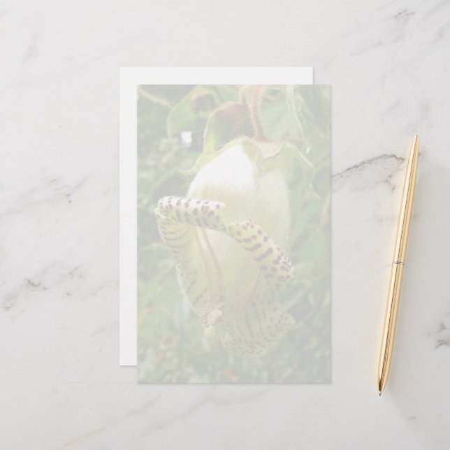 Capanea Grandiflora Brevpapper (Fram/Back In Situ)