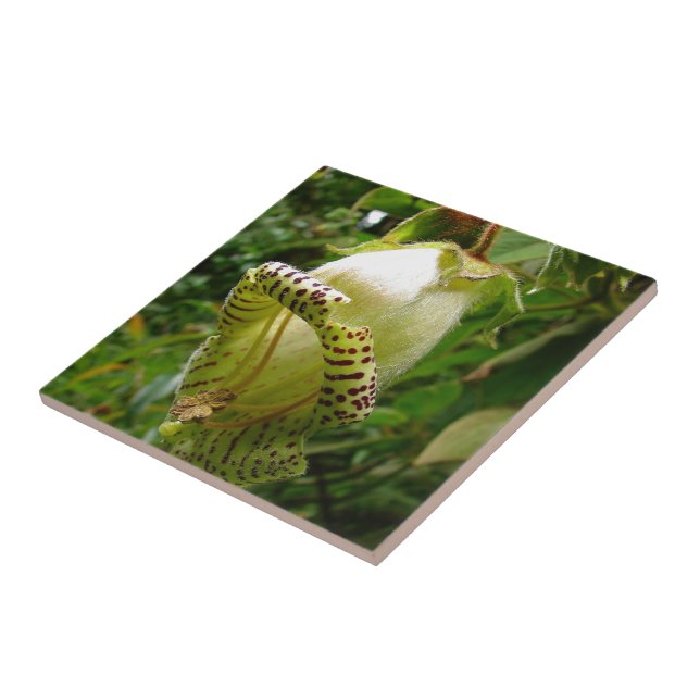 Capanea Grandiflora Kakelplatta (Sidan)