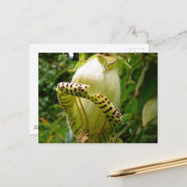 Capanea Grandiflora vykort (Fram/Back In Situ)