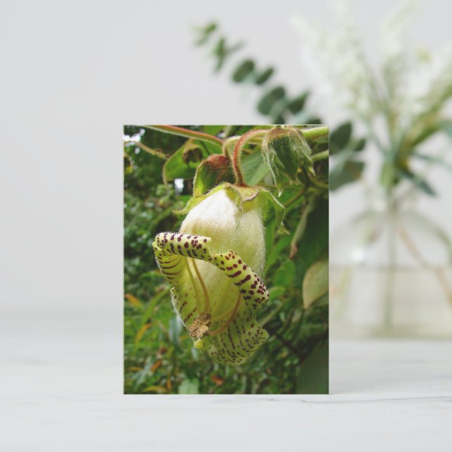 Capanea Grandiflora Vykort (Stående Fram)