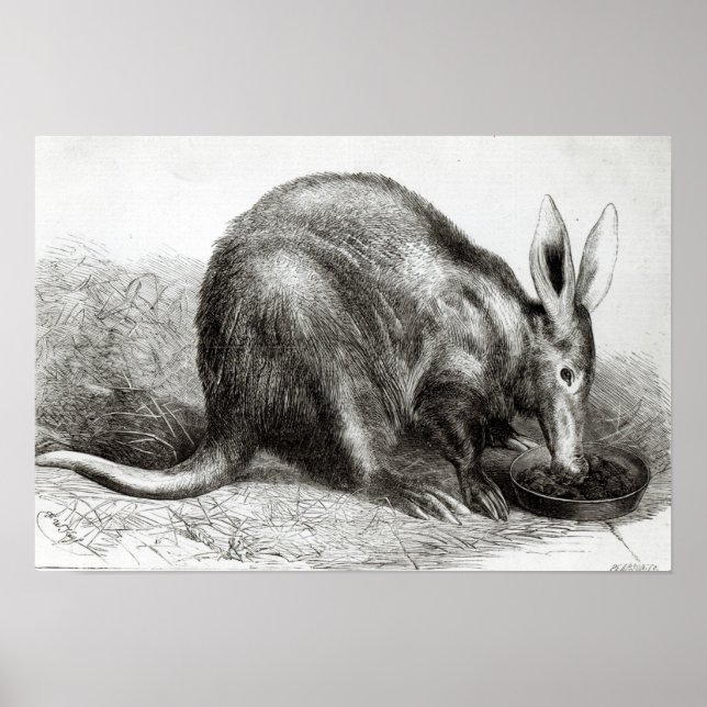 Cape Ant-Eater Poster (Framsidan)