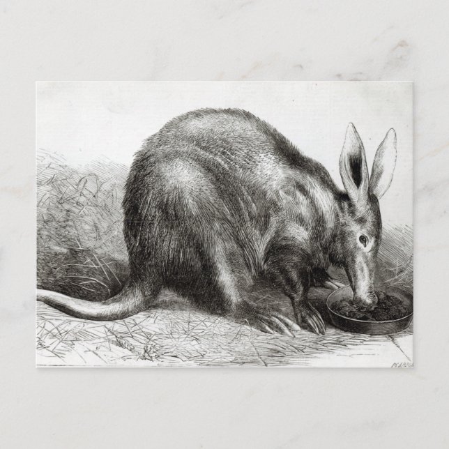 Cape Ant-Eater Vykort (Framsida)