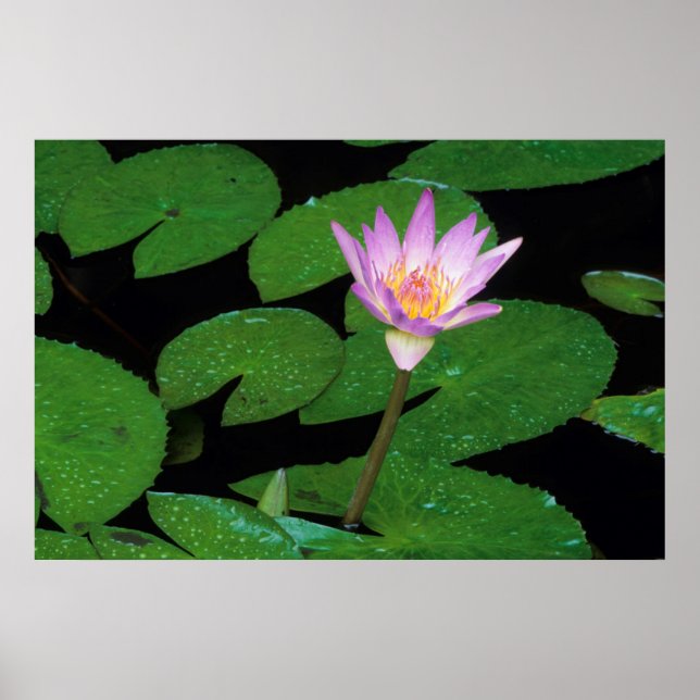 Cape Blue Vatten Lily (Nymphaea Capensis) Poster (Framsidan)