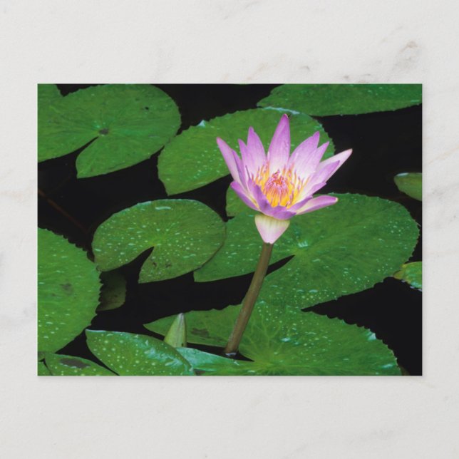 Cape Blue Vatten Lily (Nymphaea Capensis) Vykort (Framsida)