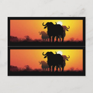 Cape Buffalo Bok Markers Vykort