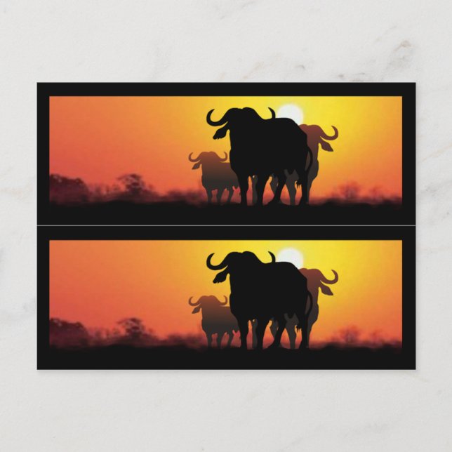 Cape Buffalo Bok Markers Vykort (Framsida)