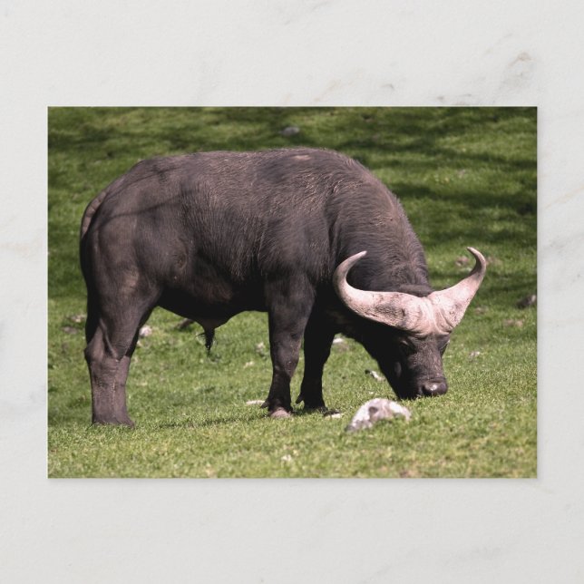 Cape Buffalo Eating Vykort (Framsida)