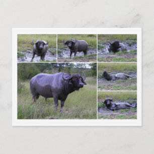 Cape Buffalo Enjoying Lera Bath, södra Afrikan Vykort