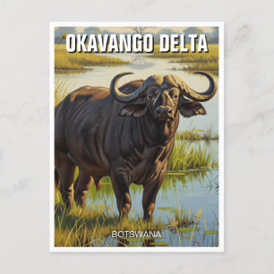 Cape Buffalo i Okavango Delta Botswana Vykort