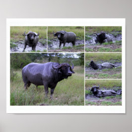 Cape Buffalo Lera Bath 10 x 8 Poster