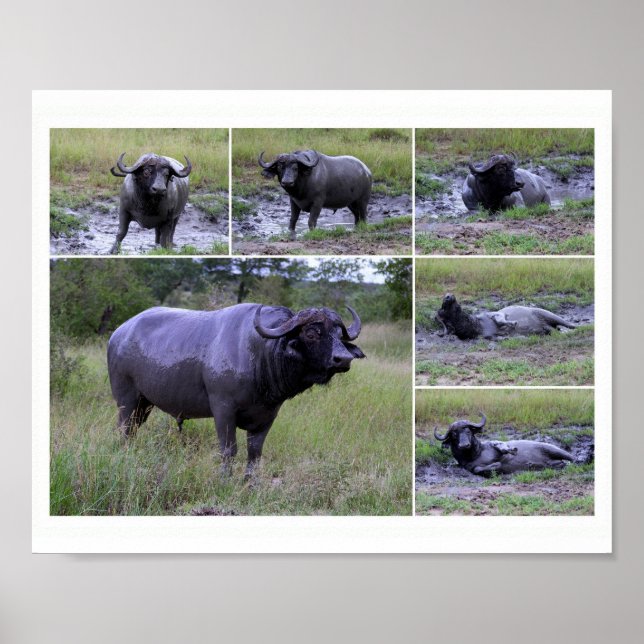 Cape Buffalo Lera Bath 10 x 8 Poster (Framsidan)