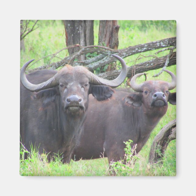 cape buffalo magnet (Framsidan)