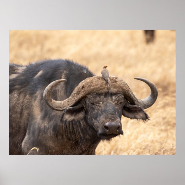 Cape Buffalo med Egret - Maasai Mara Safari Poste Poster (Framsidan)