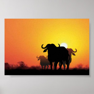 Cape Buffalo Poster