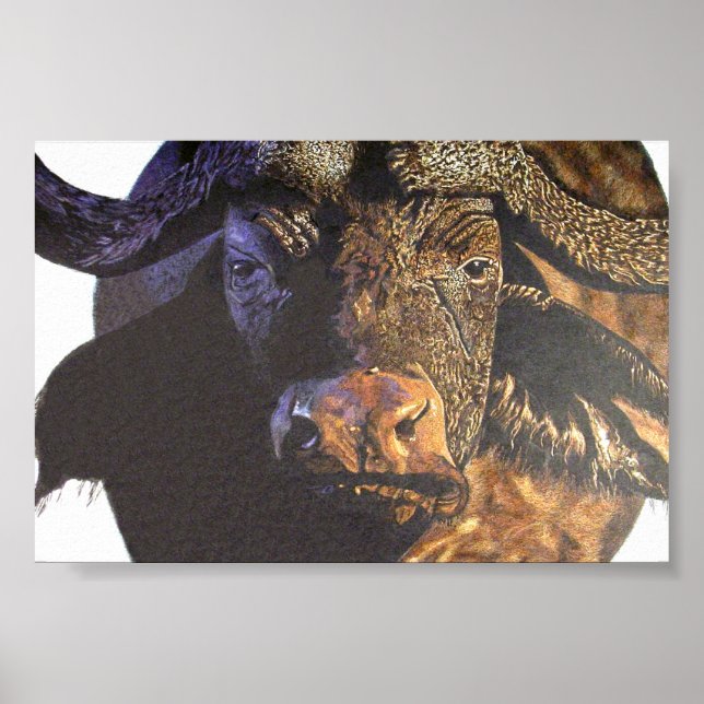 Cape Buffalo Poster (Framsidan)
