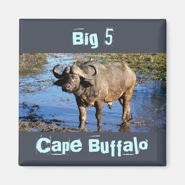 Cape Buffalo safari big 5 magnet (Framsidan)