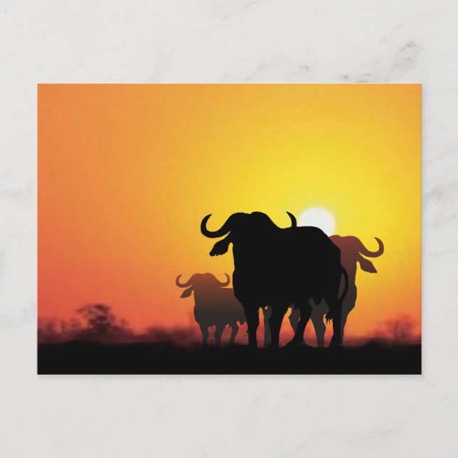 Cape Buffalo Vykort (Framsida)