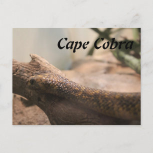 Cape Cobra Vykort