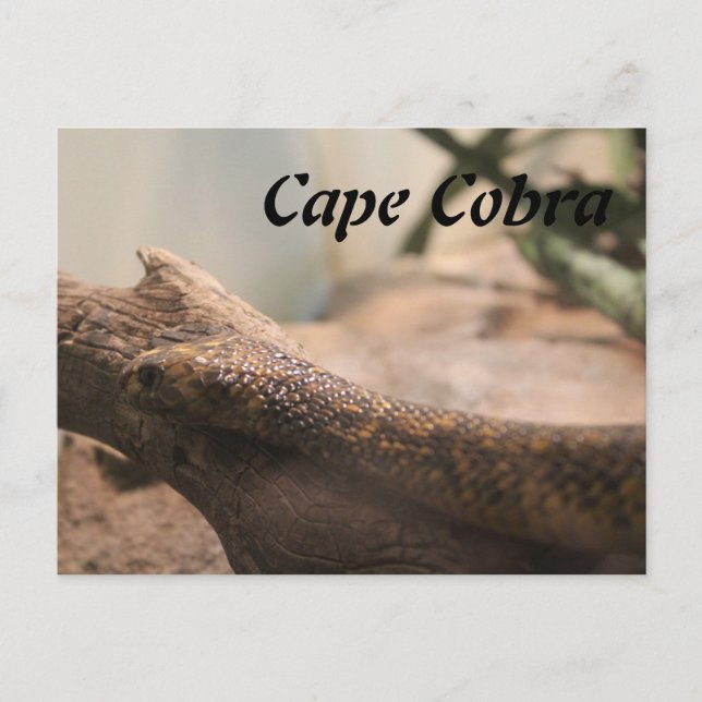 Cape Cobra Vykort (Framsida)
