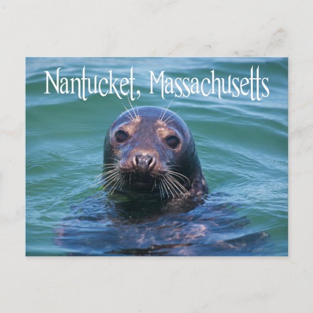 Cape Cod, Nantucket, Massachusetts Seal Postcard Vykort (Framsida)