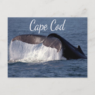 Cape Cod, Provincetown Massachusetts Postcard Vykort