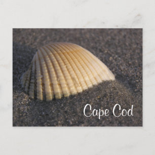 Cape Cod Seashell på Beach Post Card Vykort
