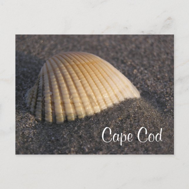 Cape Cod Seashell på Beach Post Card Vykort (Framsida)
