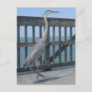 Cape Coral Florida-vykort Vykort