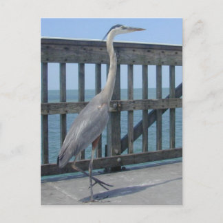 Cape Coral Florida-vykort Vykort