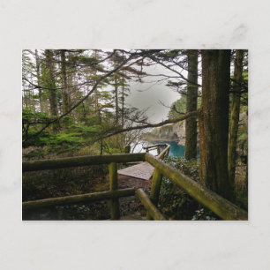 Cape Flattery Trail Olympic Peninsula Vykort