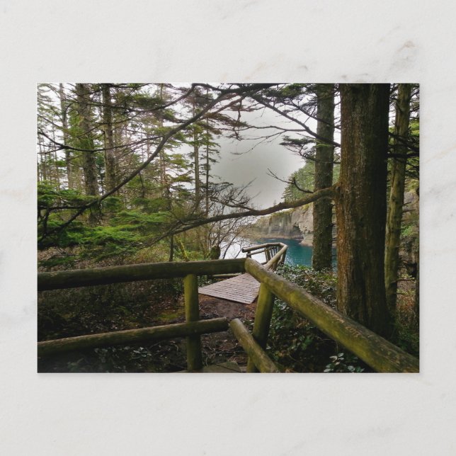 Cape Flattery Trail Olympic Peninsula Vykort (Framsida)