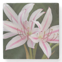 Cape Lily Stencoaster