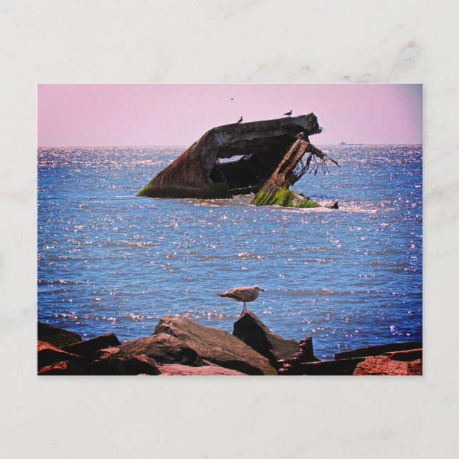 Cape May Shipwreck Vykort (Framsida)