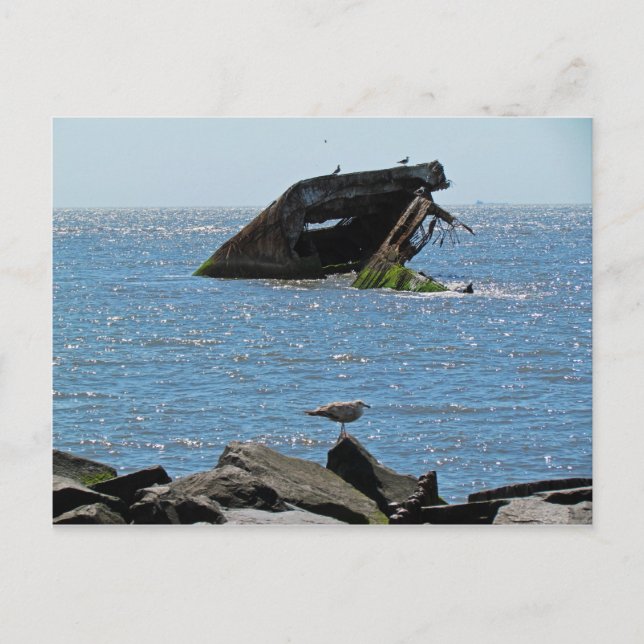 Cape May Shipwreck Vykort (Framsida)