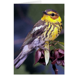 Cape May Warbler Bird Gifts OBS Kort