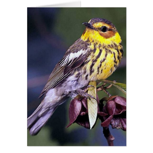 Cape May Warbler Bird Gifts OBS Kort (Framsidan)