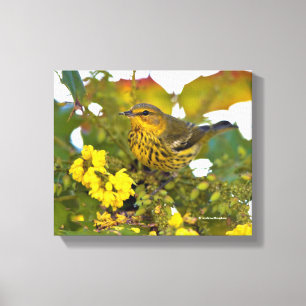 Cape May Warbler med Blommar Mahonia Canvastryck