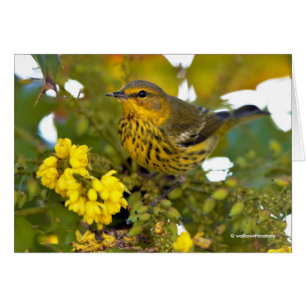 Cape May Warbler med Blommar Mahonia Hälsningskort