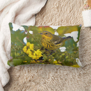 Cape May Warbler Songbird i Blommar Mahonia Lumbarkudde