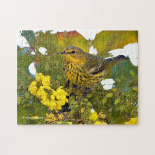 Cape May Warbler Songbird med Blommar Mahonia Pussel