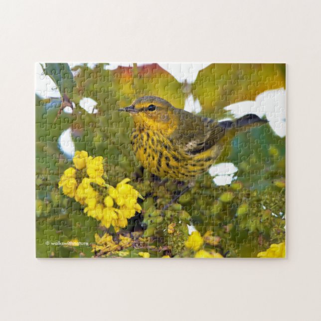 Cape May Warbler Songbird med Blommar Mahonia Pussel (Horisontell)