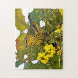 Cape May Warbler Songbird med Blommar Mahonia Pussel