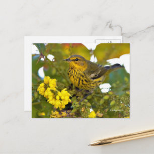 Cape May Warbler Songbird med Blommar Mahonia Vykort