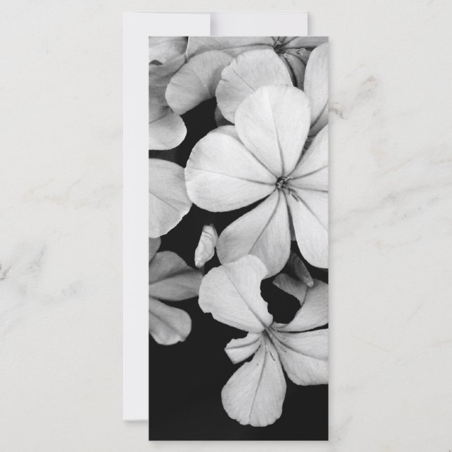 Cape plumbago (Framsida)