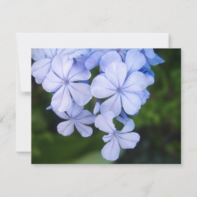 Cape plumbago (Framsida)