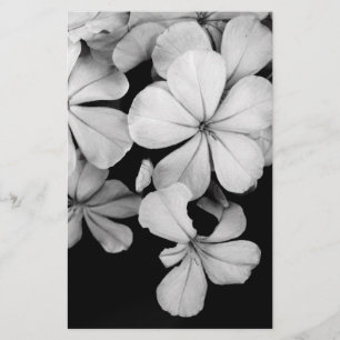 Cape plumbago brevpapper