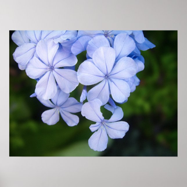 Cape plumbago poster (Framsidan)